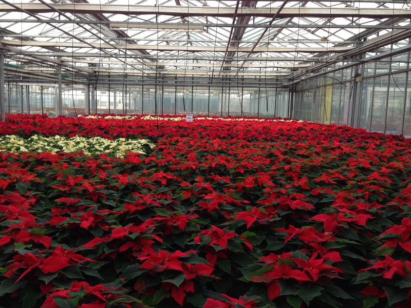 pepiniere-CARQUEIRANNE-min_poinsettia-210023